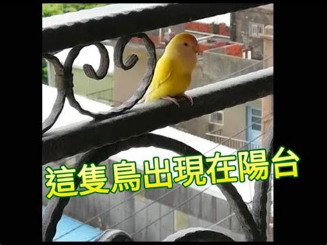 陽台飛來一隻鳥 台灣 名人